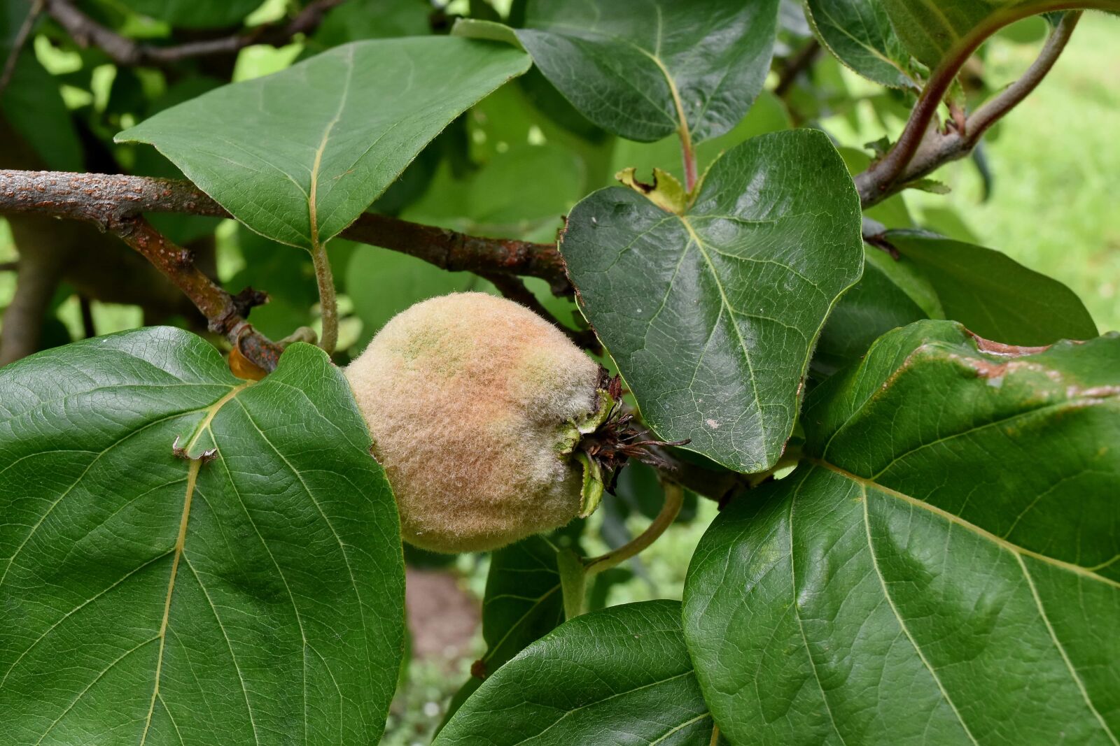 Nikon D5500 sample photo. Branches, fruit tree, green photography