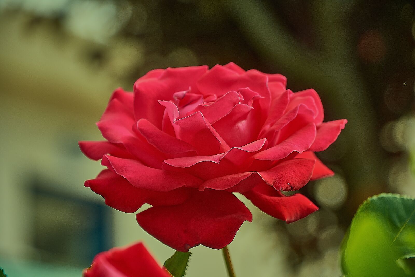 Nikon D7200 sample photo. Rosa, red, garden photography