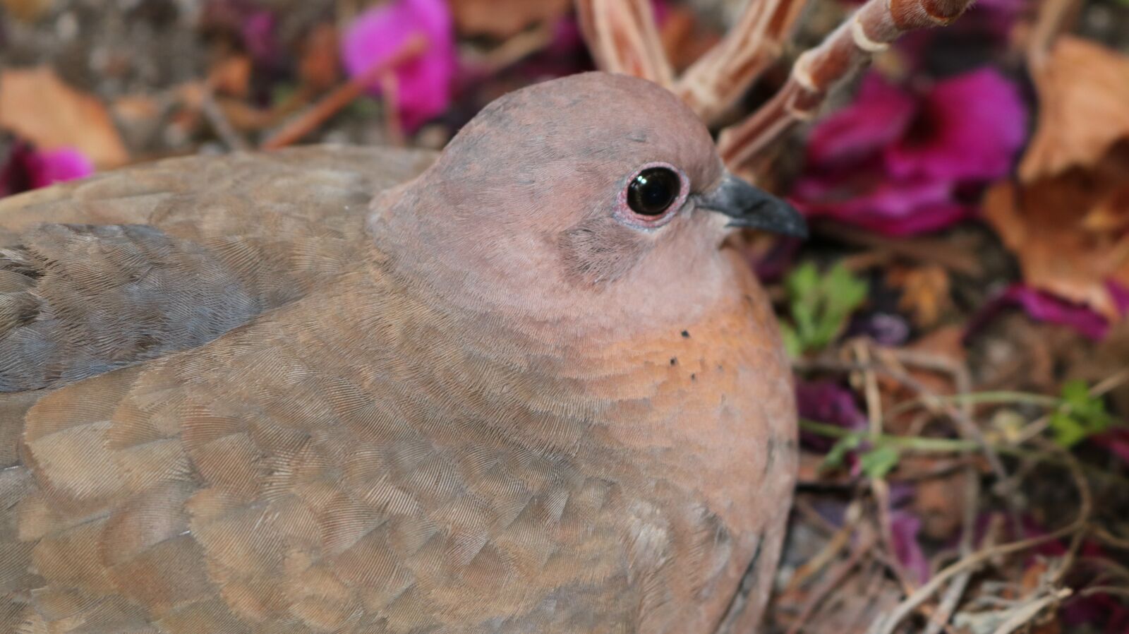 Canon EOS 750D (EOS Rebel T6i / EOS Kiss X8i) sample photo. Dove, bird, flowerpot photography