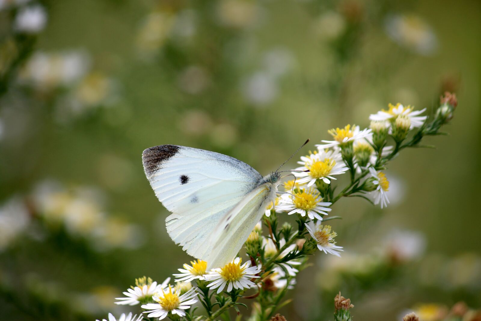 Canon EF-S 55-250mm F4-5.6 IS sample photo. Butterfly, nature, insects photography