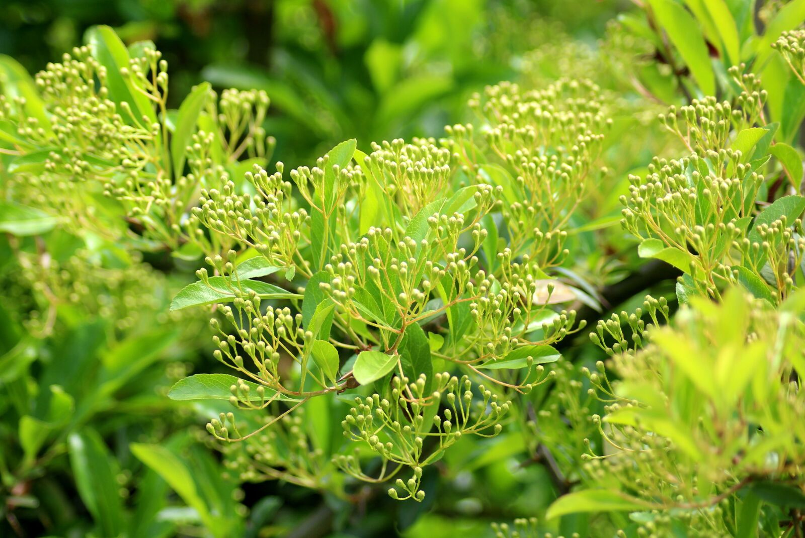 Canon EOS 1200D (EOS Rebel T5 / EOS Kiss X70 / EOS Hi) sample photo. Bush, spring, green photography