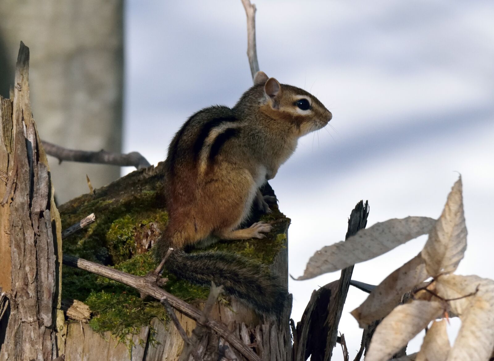Nikon D5300 sample photo. Animal, chipmunk, rodent photography
