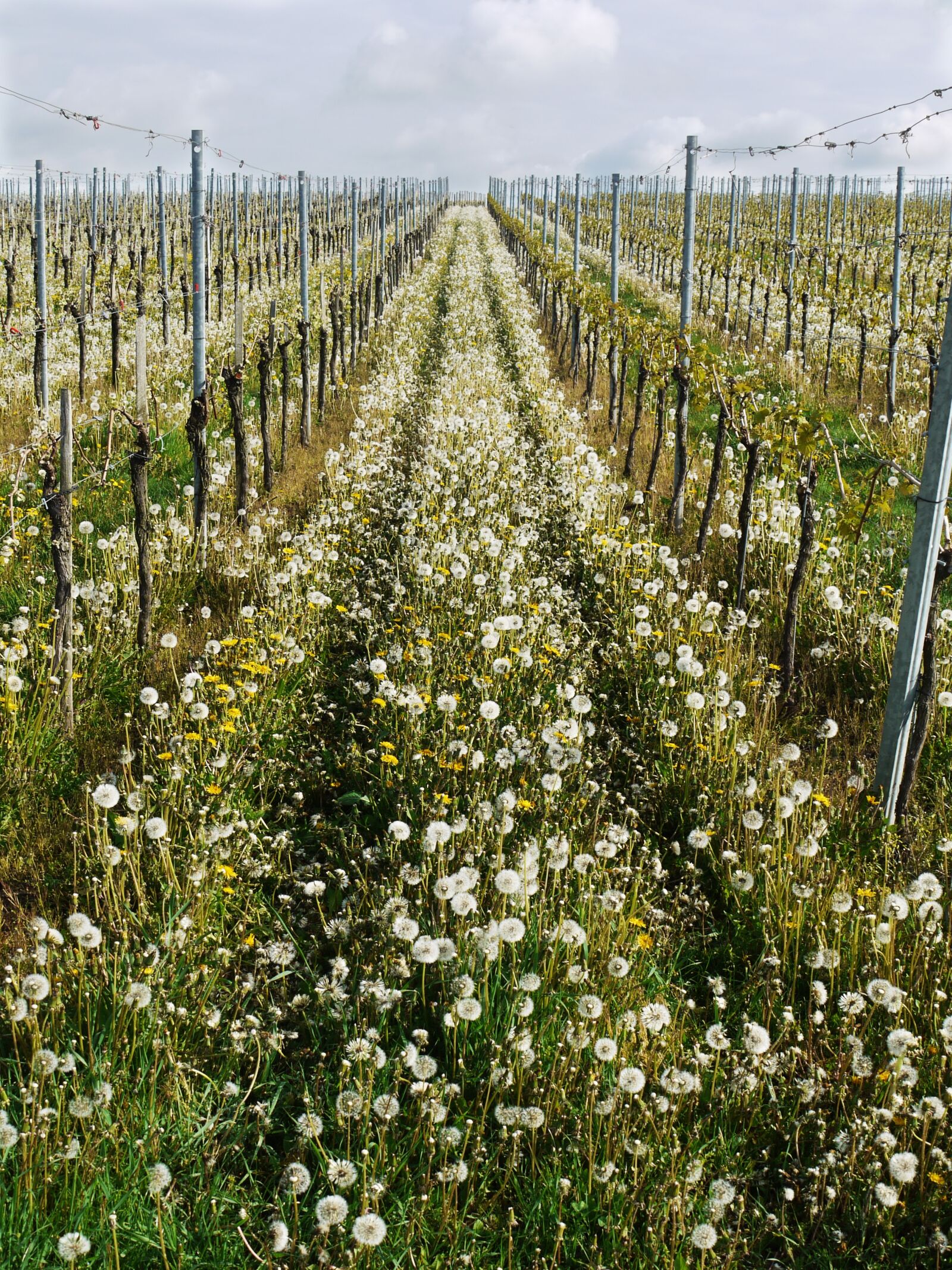 Panasonic Lumix DMC-G1 sample photo. Vineyard, natural, series photography