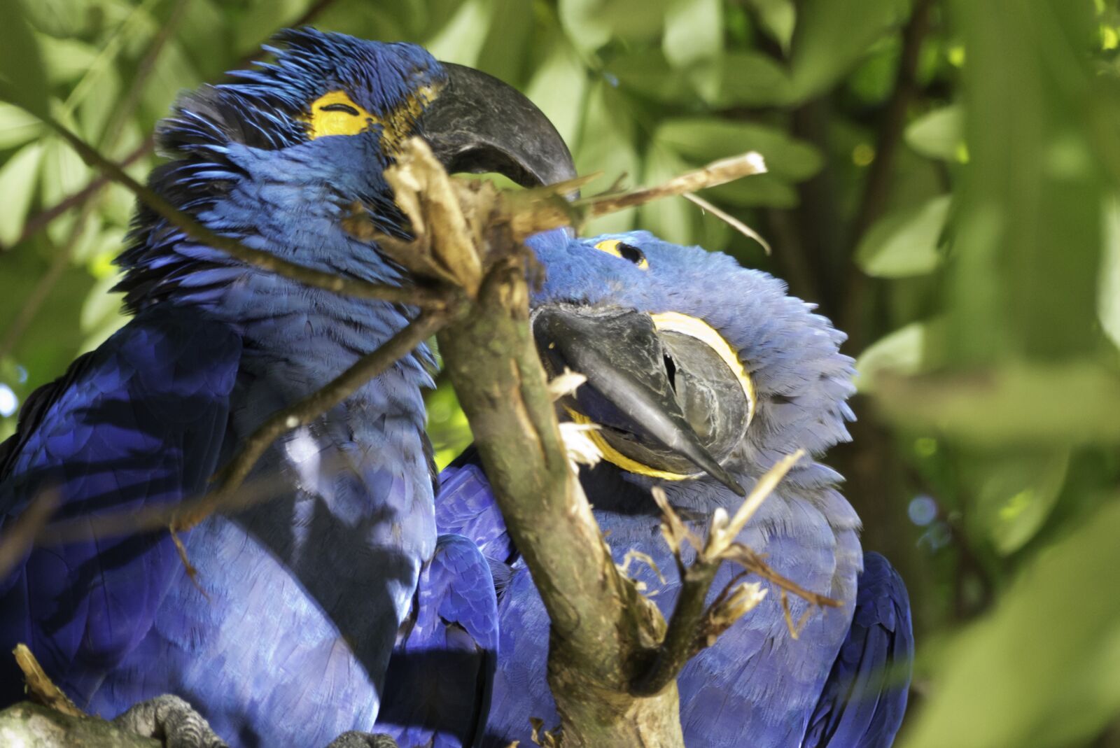 Panasonic Lumix DMC-FZ200 sample photo. Birds, parrot, couple photography