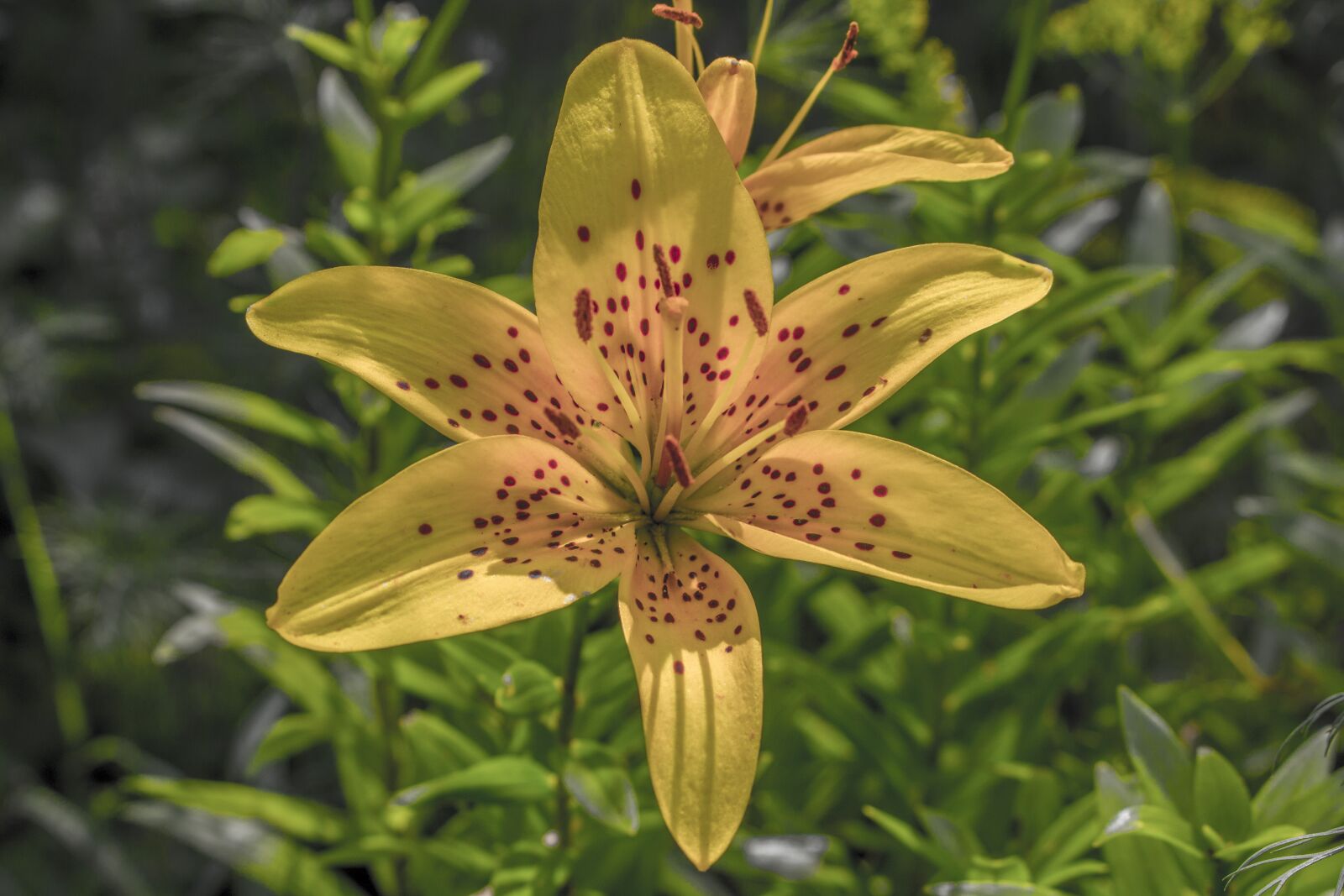 Canon EOS 750D (EOS Rebel T6i / EOS Kiss X8i) + Canon EF-S 18-55mm F3.5-5.6 IS STM sample photo. Lily, flower, garden photography