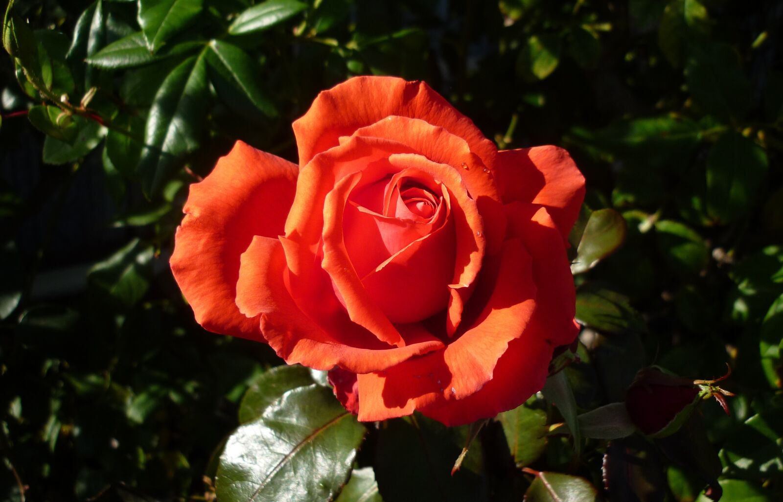 Panasonic DMC-FS7 sample photo. Flower, rose, garden photography
