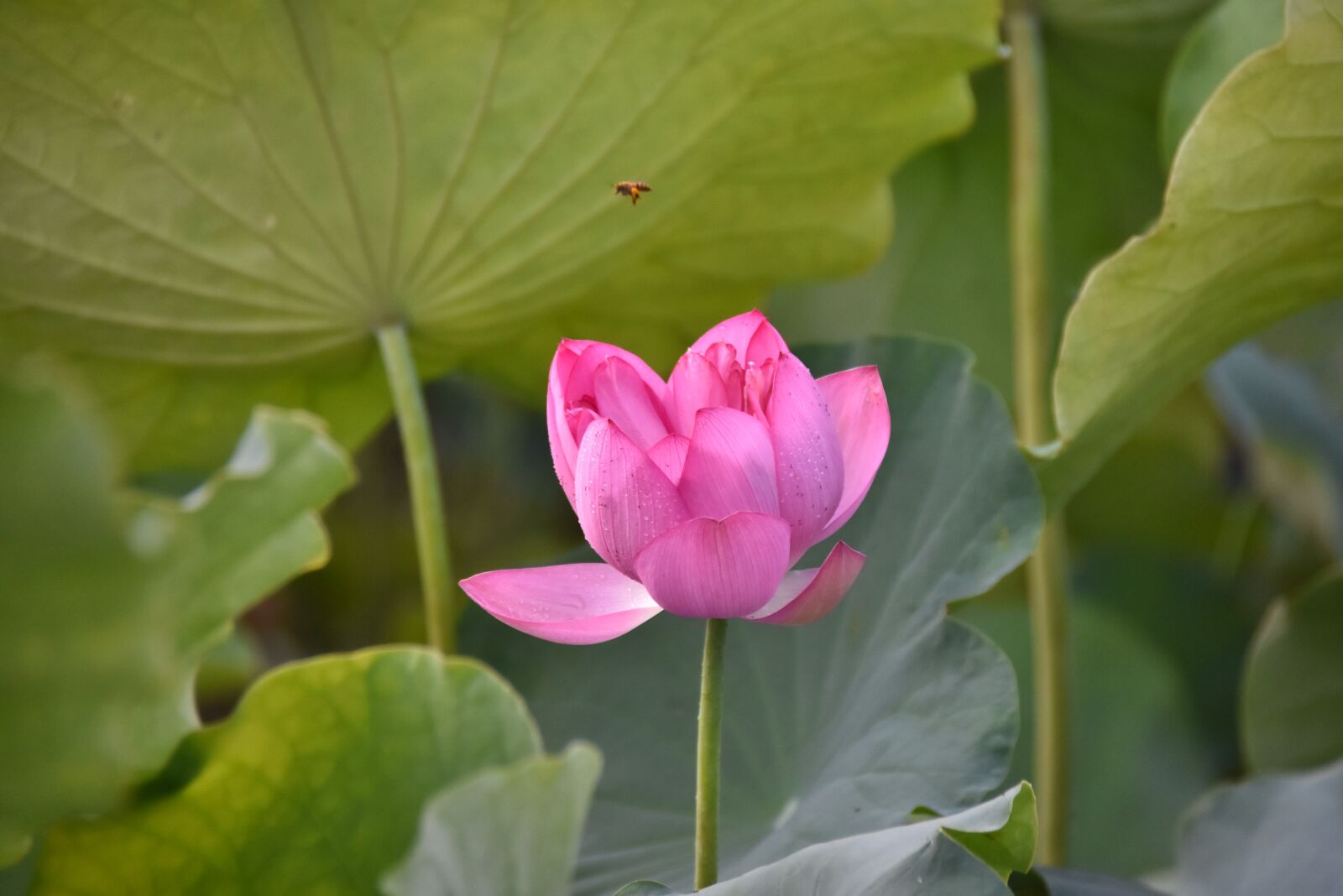 Nikon D7200 sample photo. Lotus, flower, aquatic plant photography