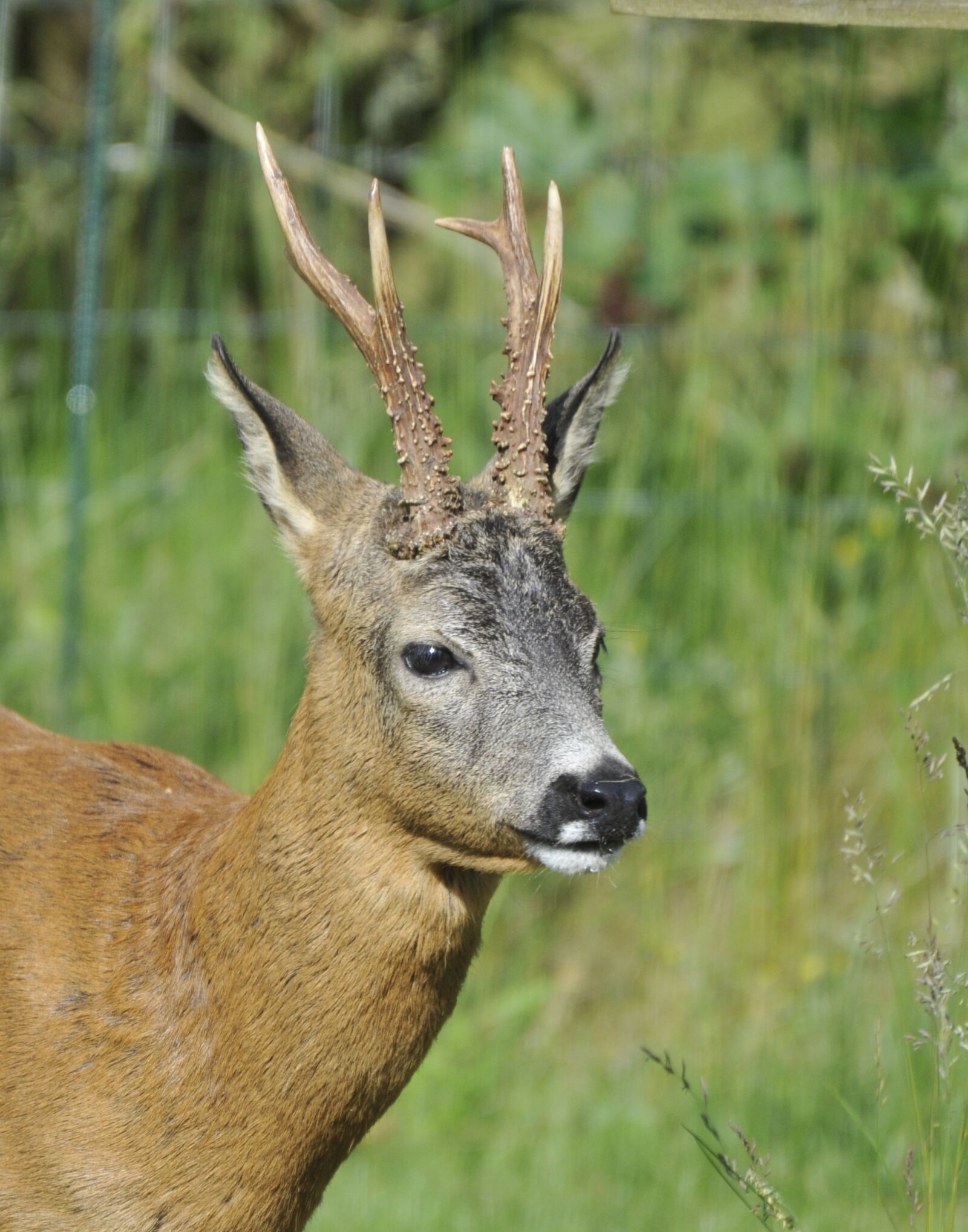 Nikon D300 sample photo. Roebuck, roe deer, animal photography
