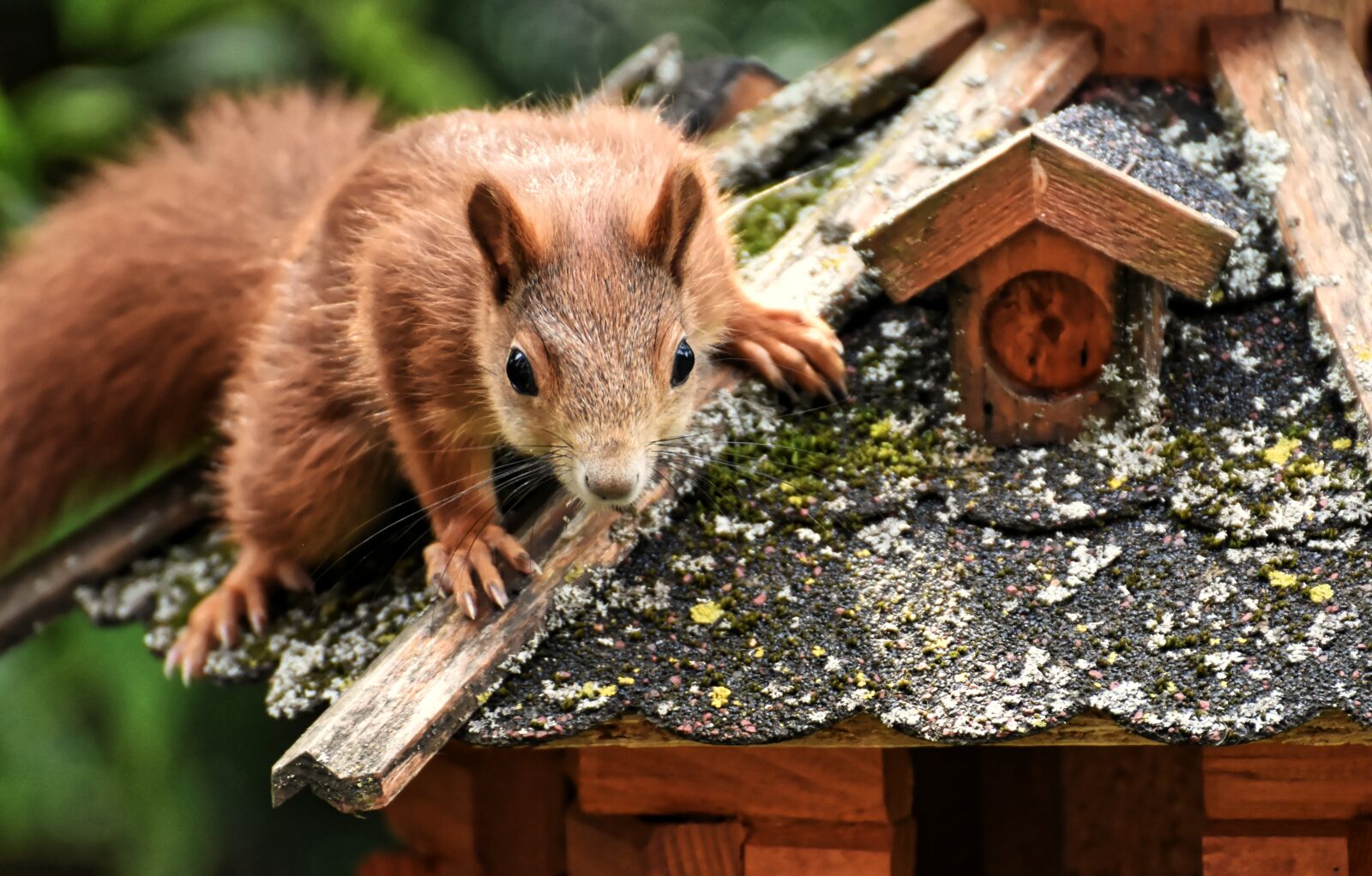 Nikon D7200 sample photo. Squirrel, nager, cute photography