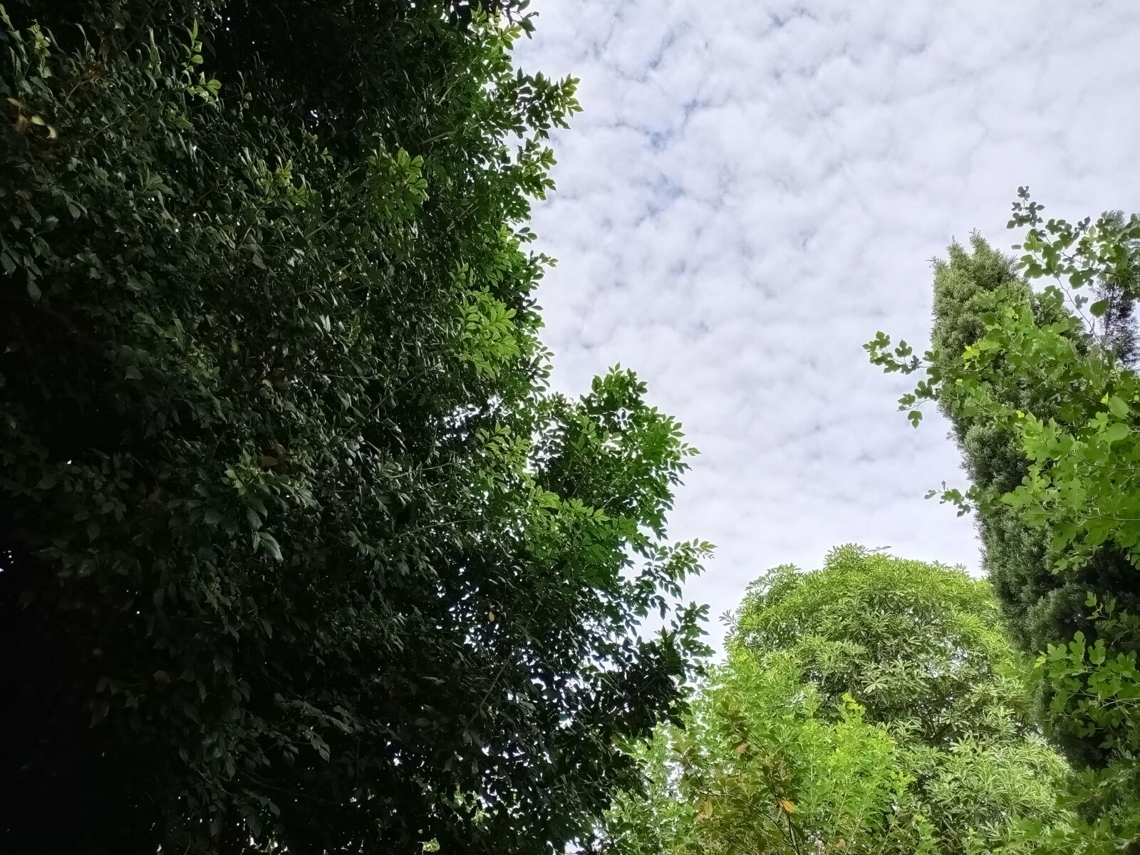 vivo 1907_19 sample photo. Nature, tree, sky photography