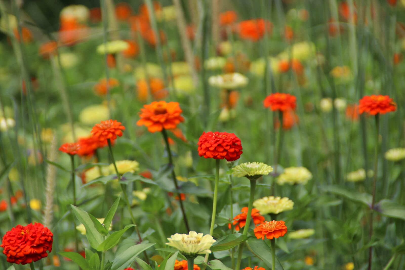 Canon EOS 700D (EOS Rebel T5i / EOS Kiss X7i) sample photo. Flower, nature, plant photography
