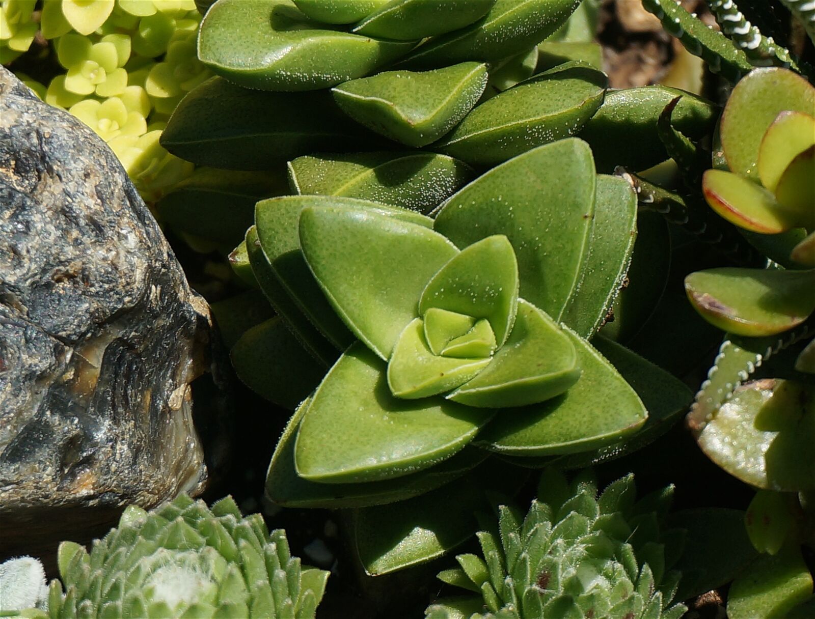 Sony Alpha NEX-5T sample photo. Succulent, plant, rock photography