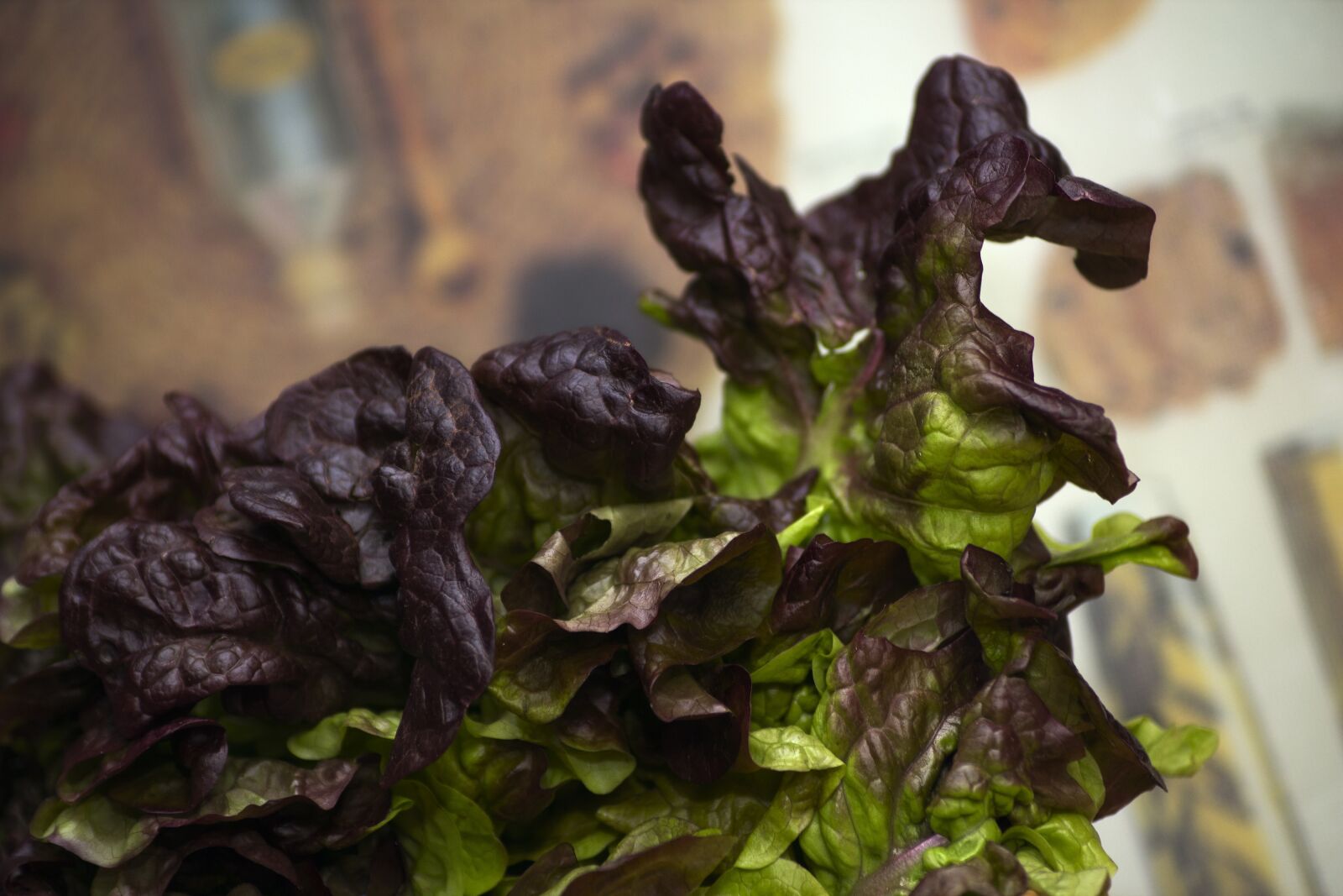 Canon EOS 600D (Rebel EOS T3i / EOS Kiss X5) sample photo. Lettuce, oak leaf, vegetables photography