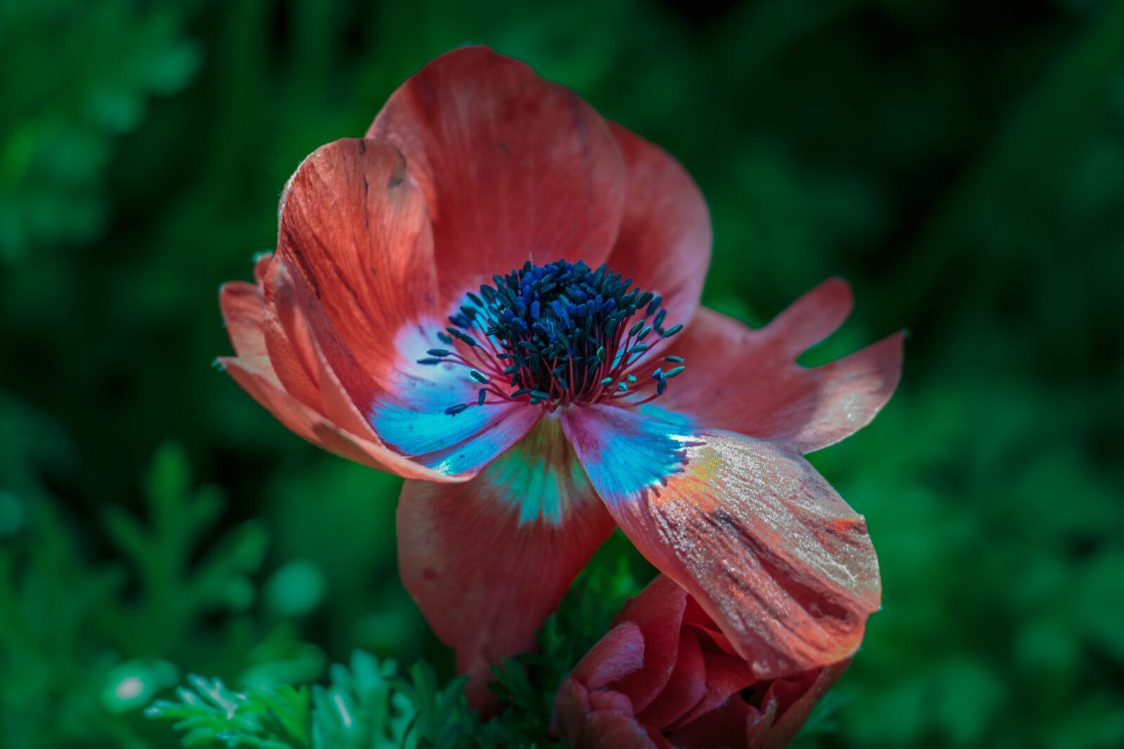 Canon EOS 700D (EOS Rebel T5i / EOS Kiss X7i) sample photo. Beautiful, bloom, blooming photography