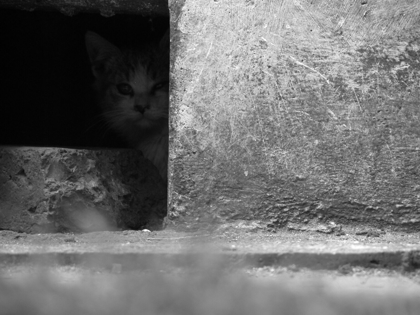 Nikon E5700 sample photo. Cat, the fear, kitten photography
