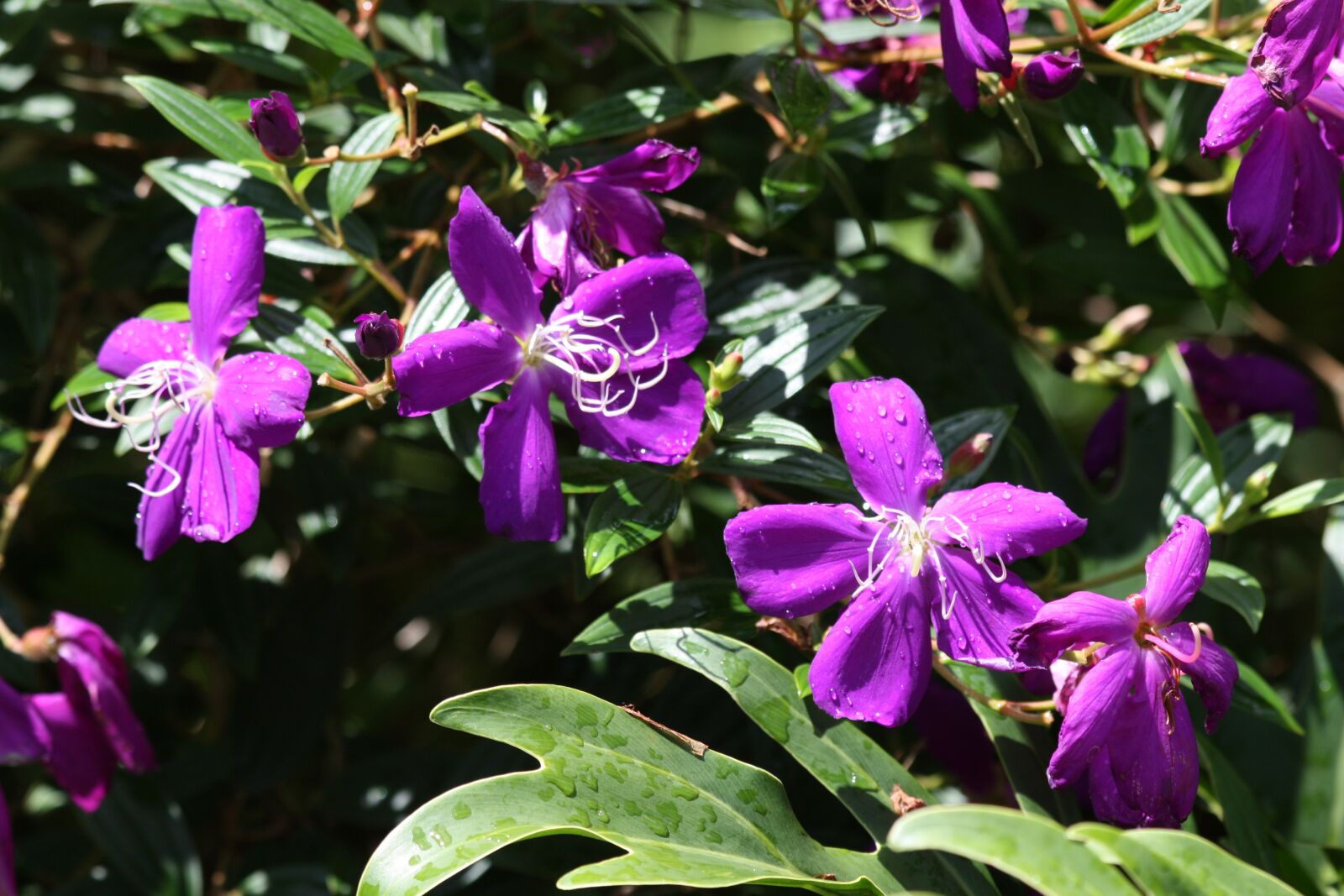 Canon EOS 450D (EOS Rebel XSi / EOS Kiss X2) sample photo. Tibouchina granulosa, glory bush photography