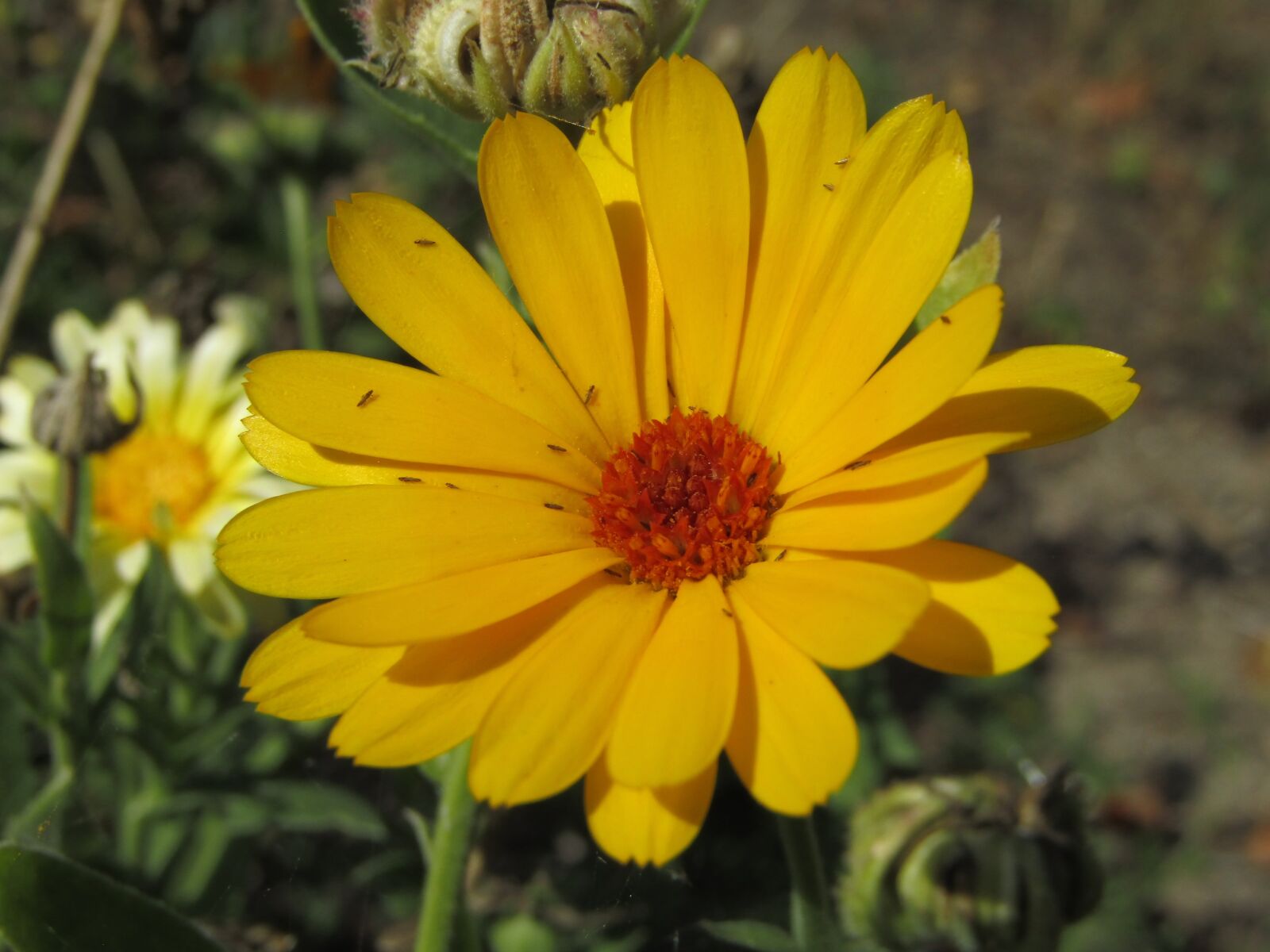 Canon PowerShot SX410 IS sample photo. Yellow flower, beasts, macro photography