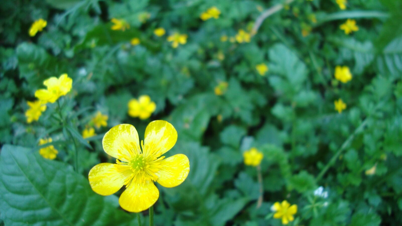 Sony Cyber-shot DSC-W120 sample photo. Buttercup, yellow flower, plant photography