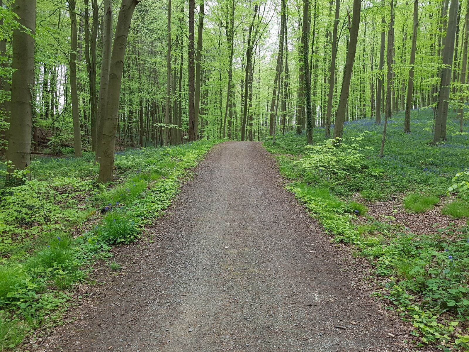 Samsung Galaxy S7 Edge sample photo. Forest, blue, blossom photography