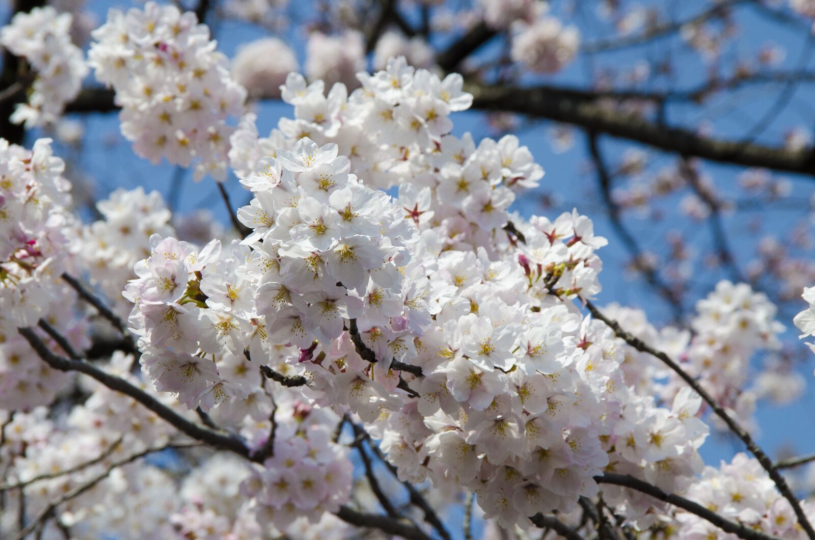Nikon D5100 sample photo. Hanami, tokyo, ueno photography