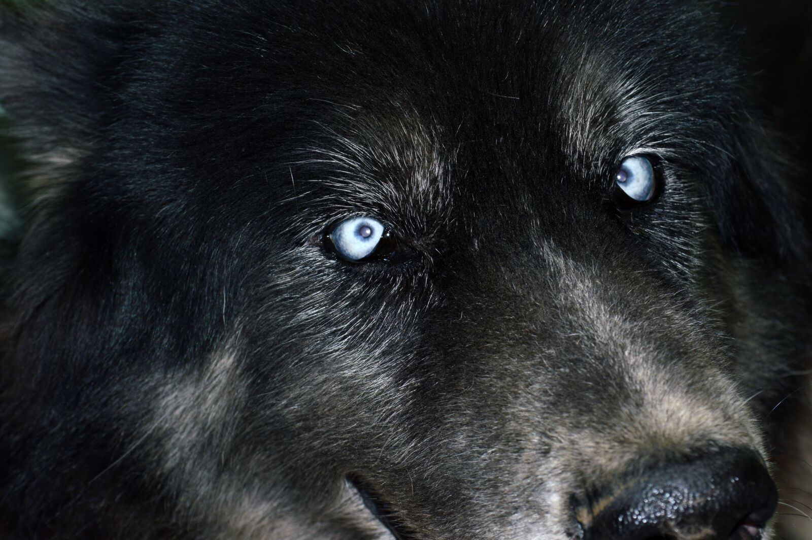 Nikon D3200 sample photo. Dog, wolf, animals photography