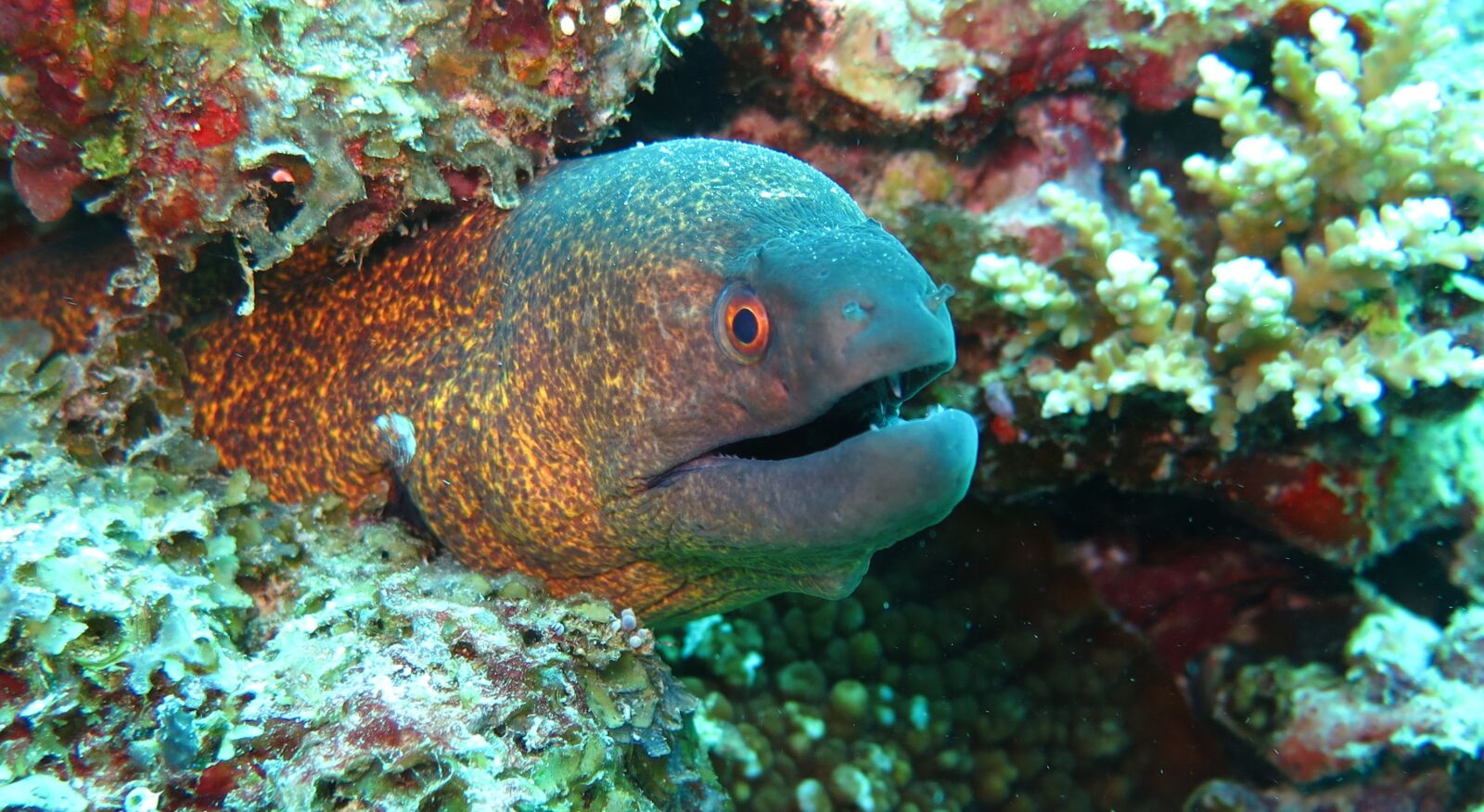 Canon PowerShot G16 sample photo. Moray, eel, fish photography