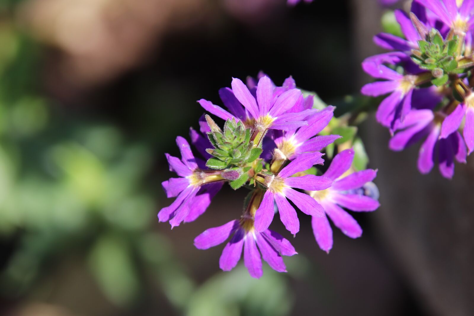 Canon EOS 800D (EOS Rebel T7i / EOS Kiss X9i) sample photo. Flower, purple, plants photography