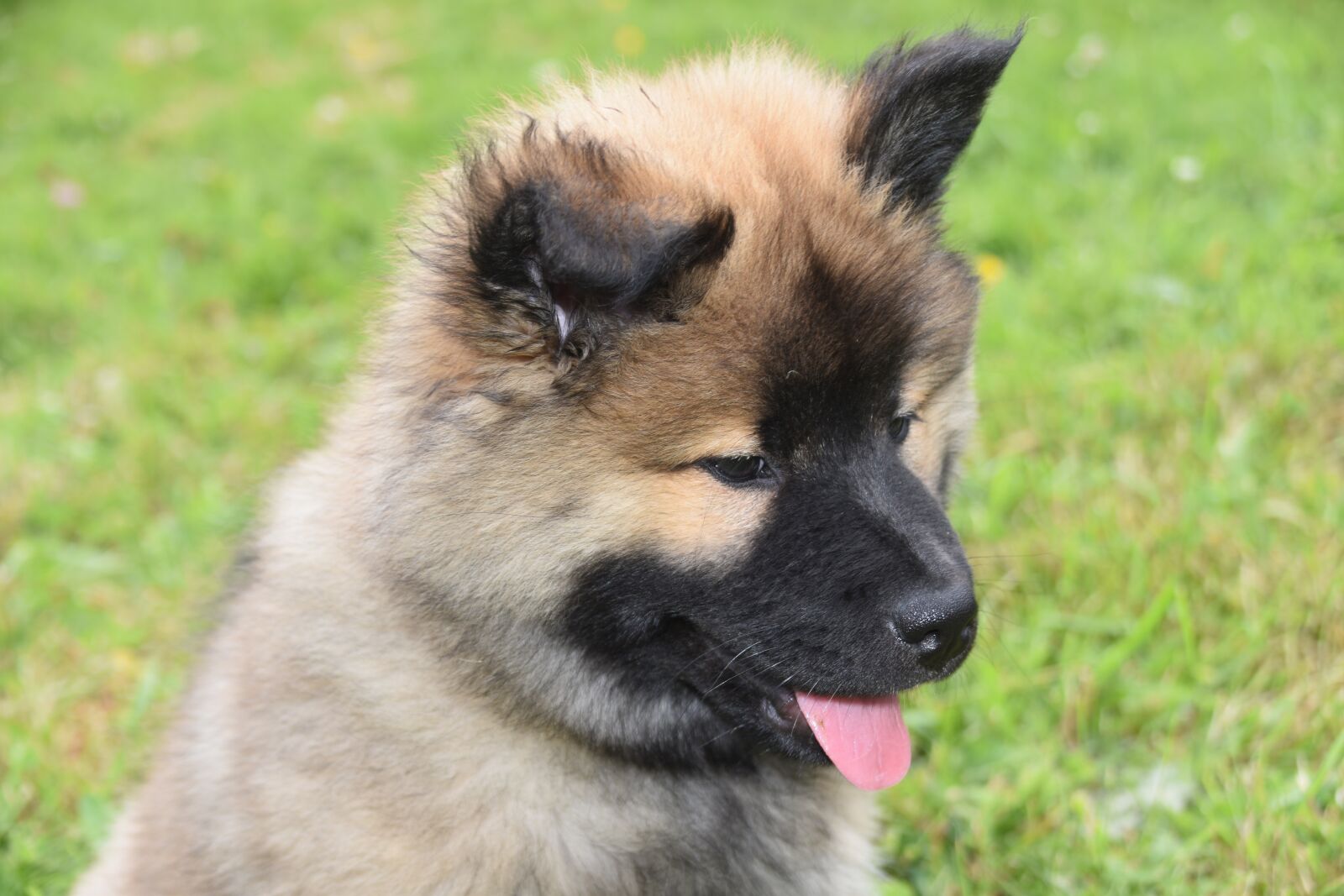 Nikon D5600 sample photo. Dog, bitch, pup photography