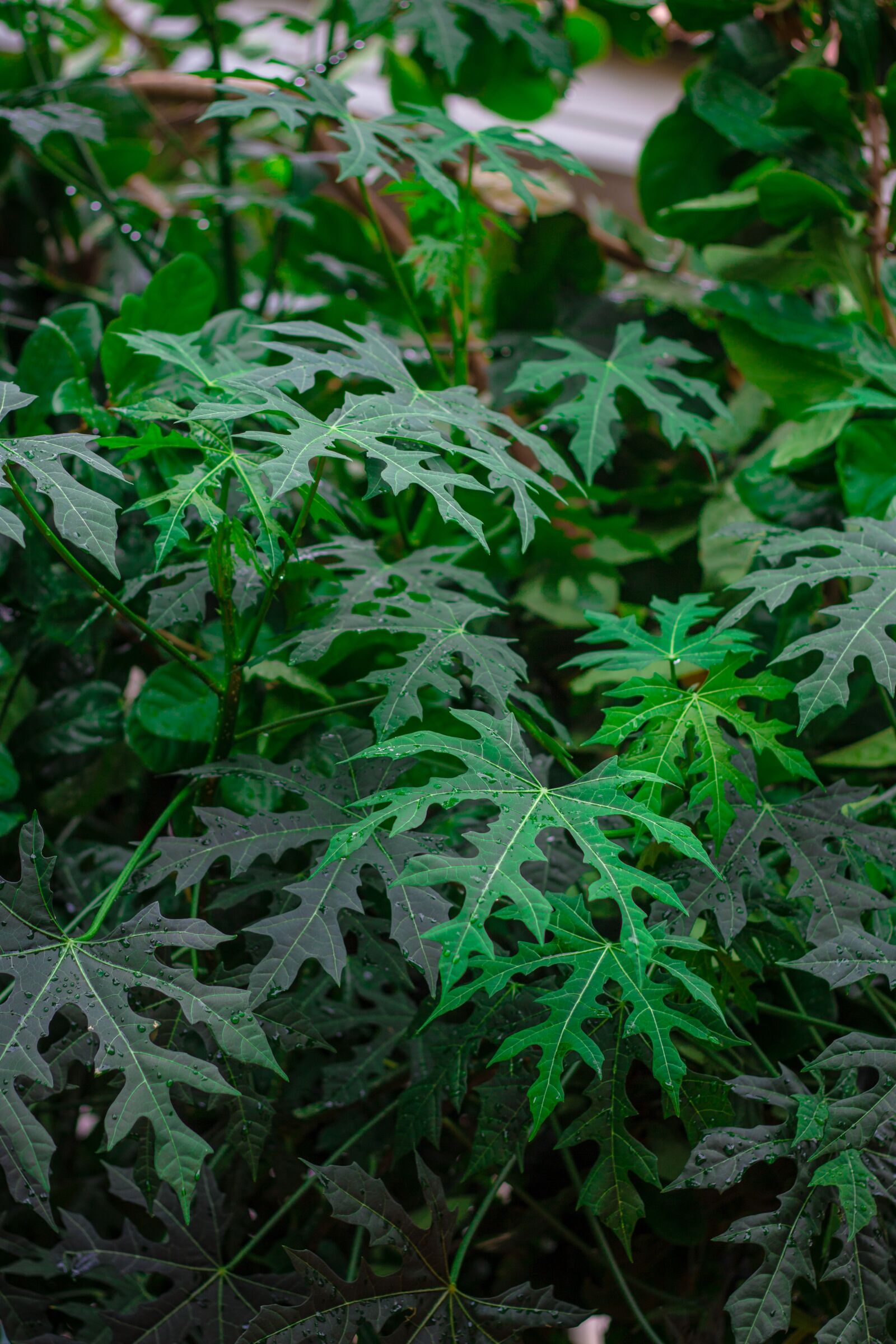 Canon EOS 700D (EOS Rebel T5i / EOS Kiss X7i) sample photo. Autumn leaves, green, nature photography