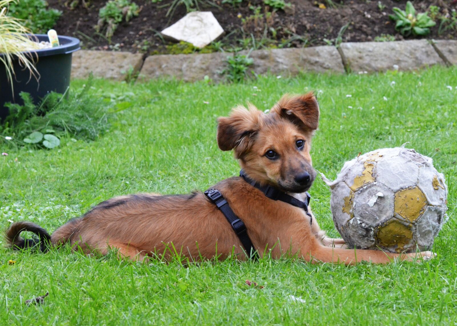 Nikon D7000 sample photo. Dog, puppy, dog with photography