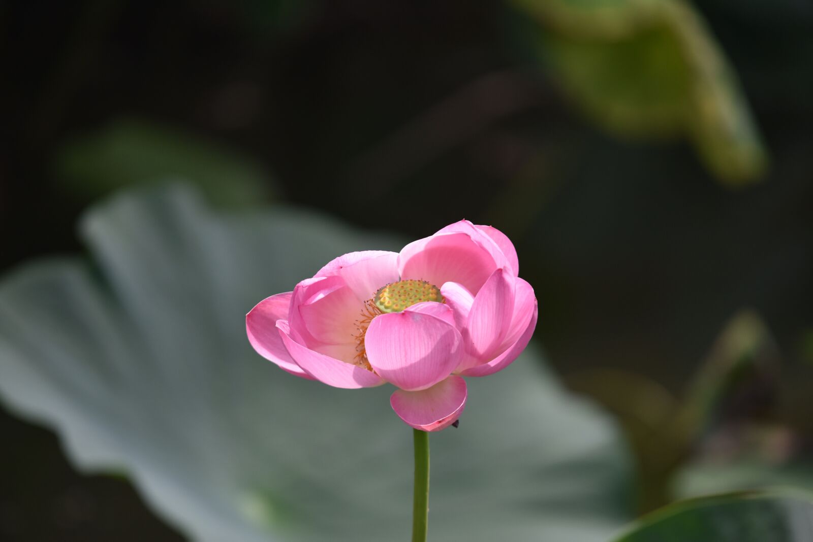 Nikon D810 sample photo. Flowers, plant, lotus photography