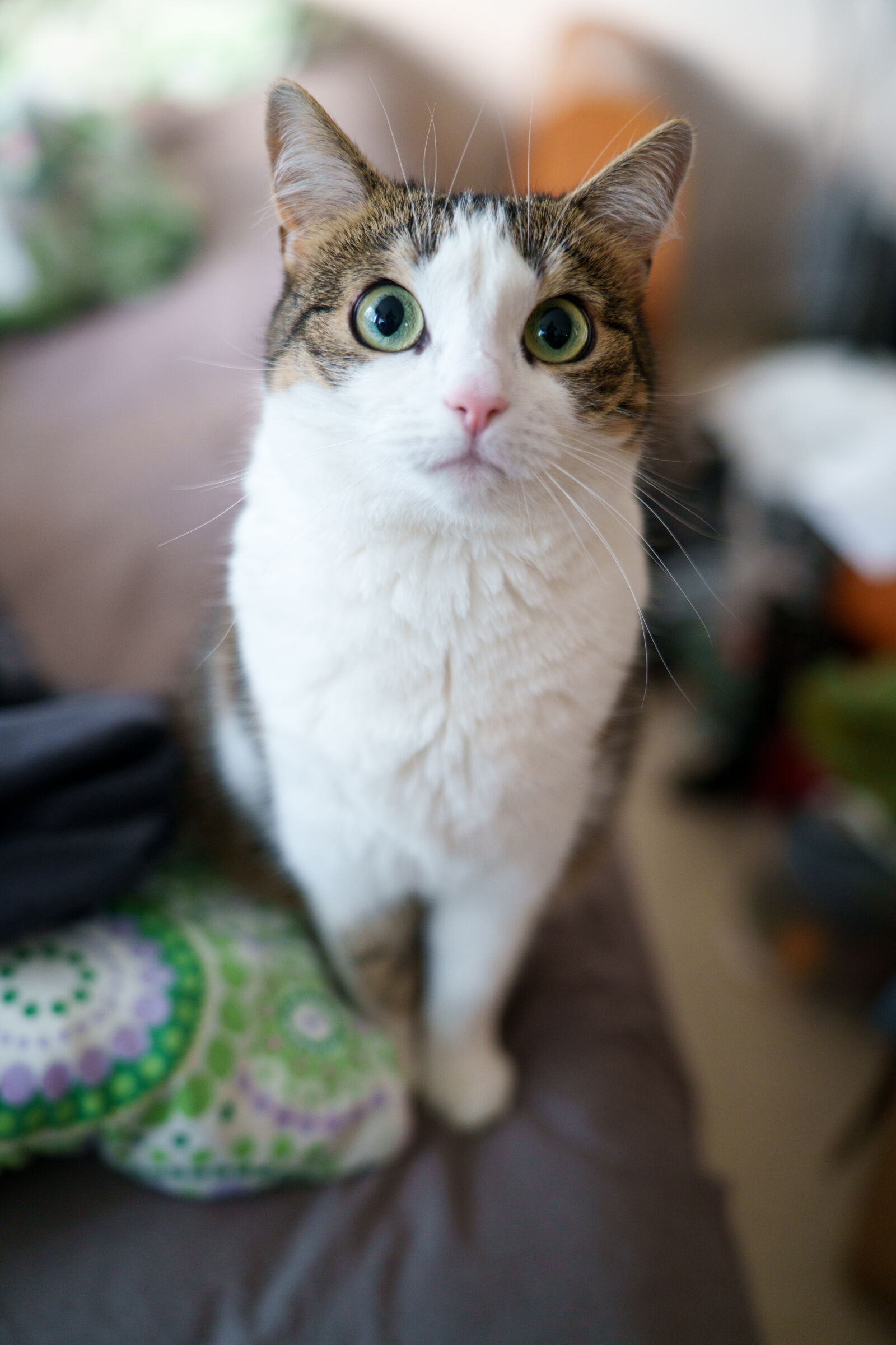 SAMYANG AF 35-150mm F2-2.8 sample photo. Waiting cat photography