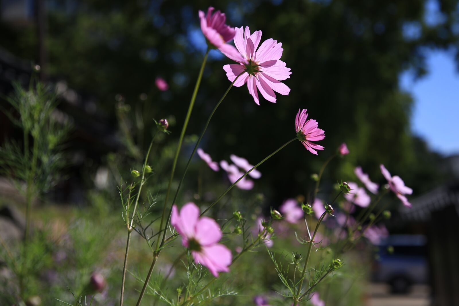 Canon EOS 6D + Canon EF 24-105mm F4L IS USM sample photo. Cosmos, flowers, nature photography