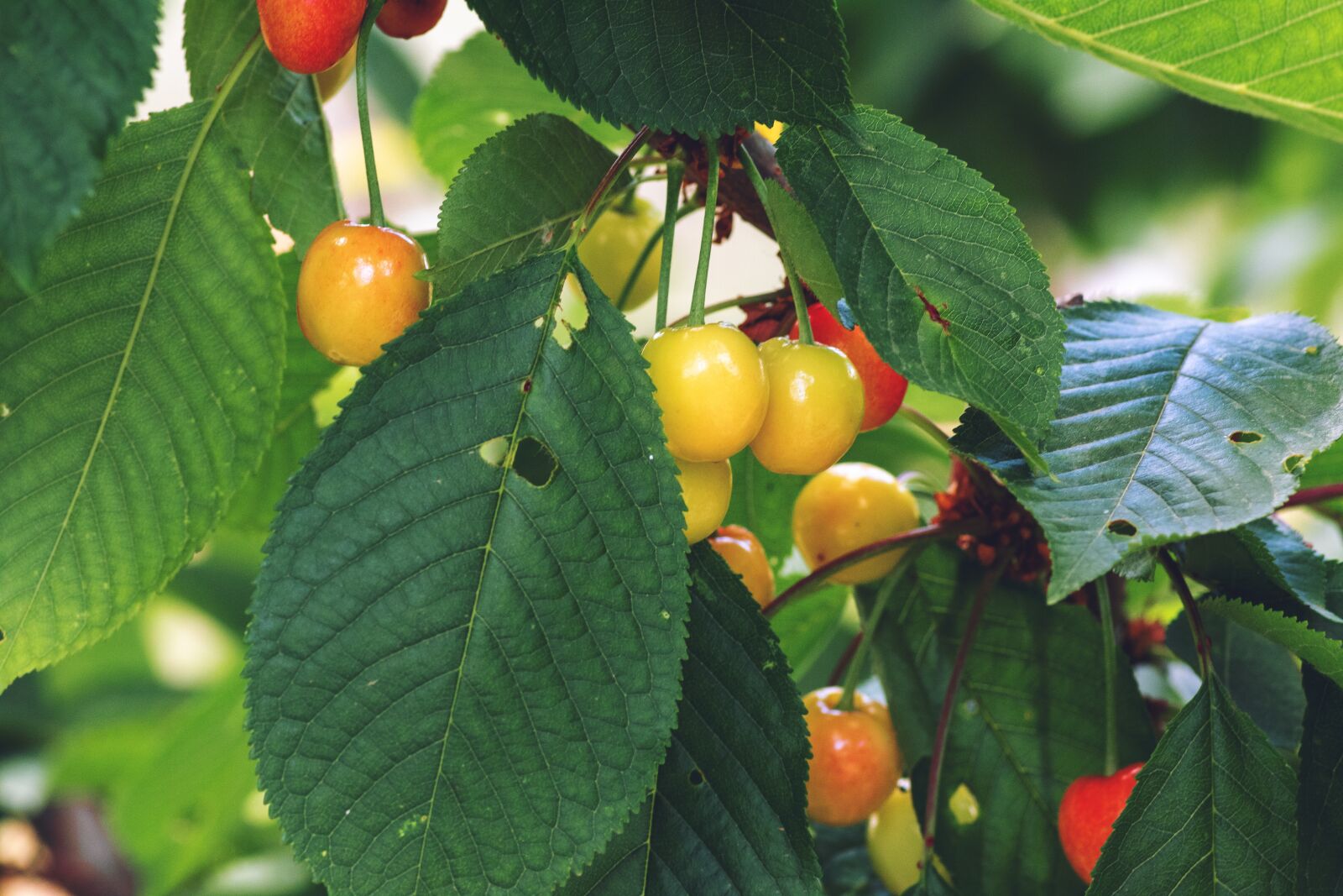 Canon EOS 1300D (EOS Rebel T6 / EOS Kiss X80) sample photo. Cherries, branch, leaves photography