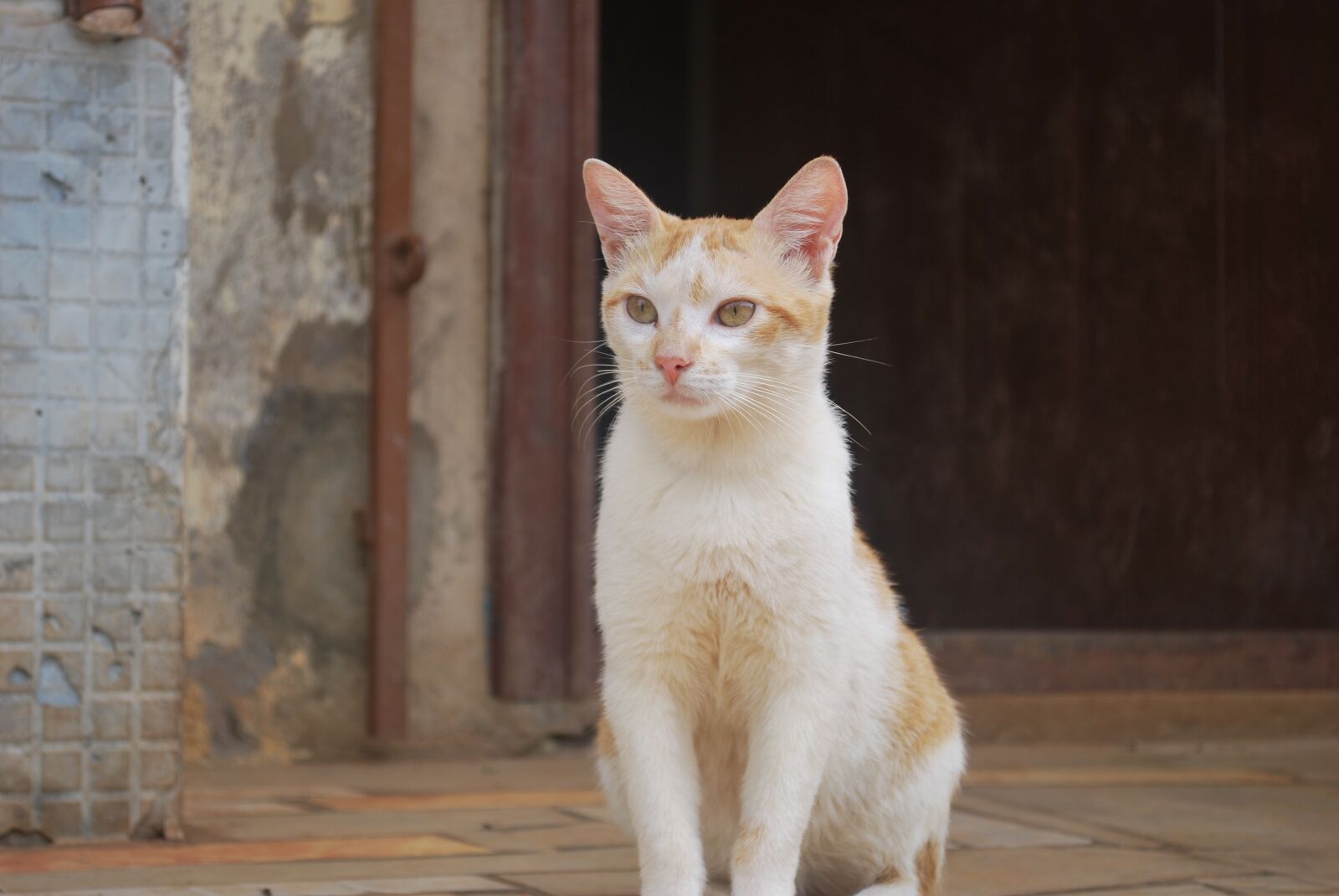 Nikon D60 sample photo. Animal, cat, cute photography
