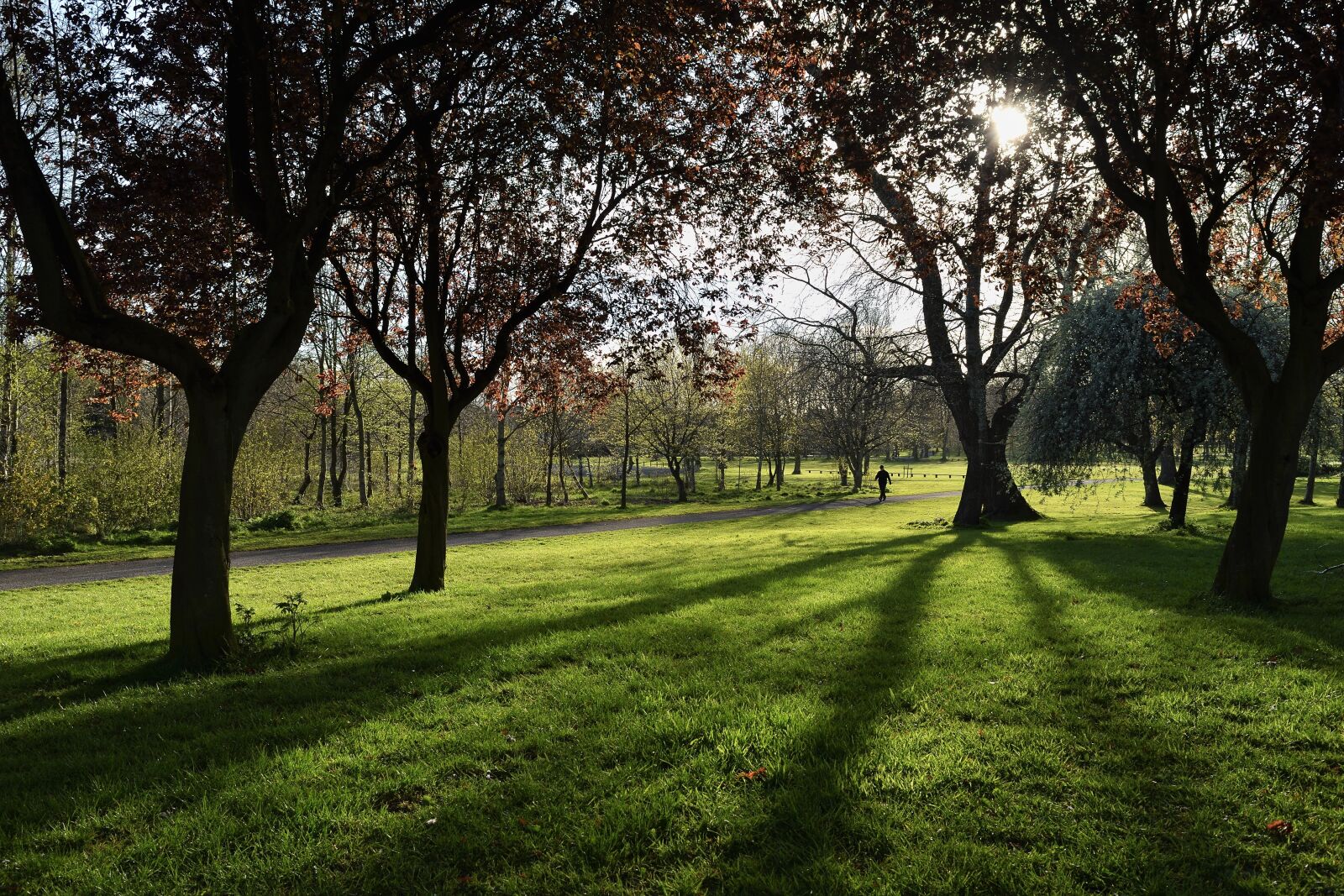 Nikon D5500 sample photo. Lurgan-northern ireland, park, tree photography