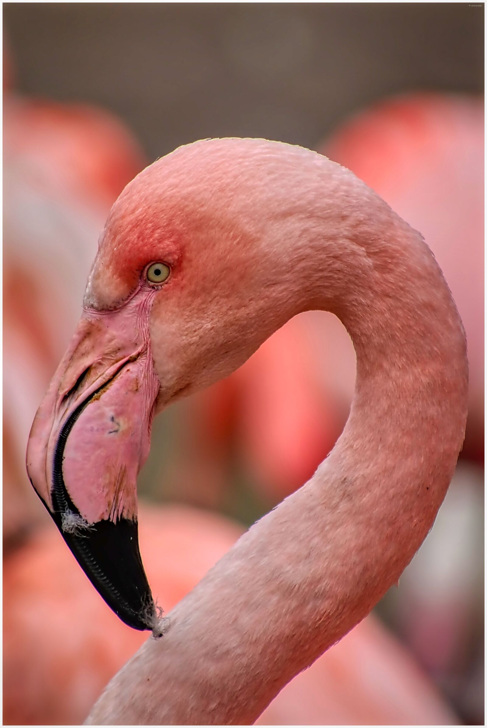 Canon EF75-300mm f/4-5.6 sample photo. Flamingo, zoo, bird photography