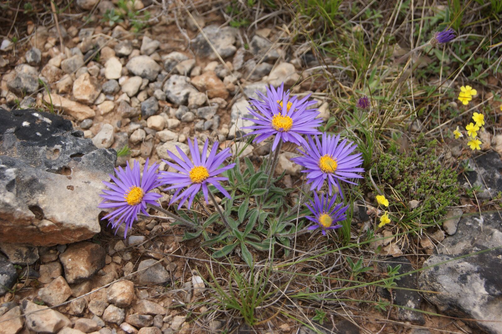 Sony Alpha DSLR-A290 sample photo. Flower, violet, purple flowers photography