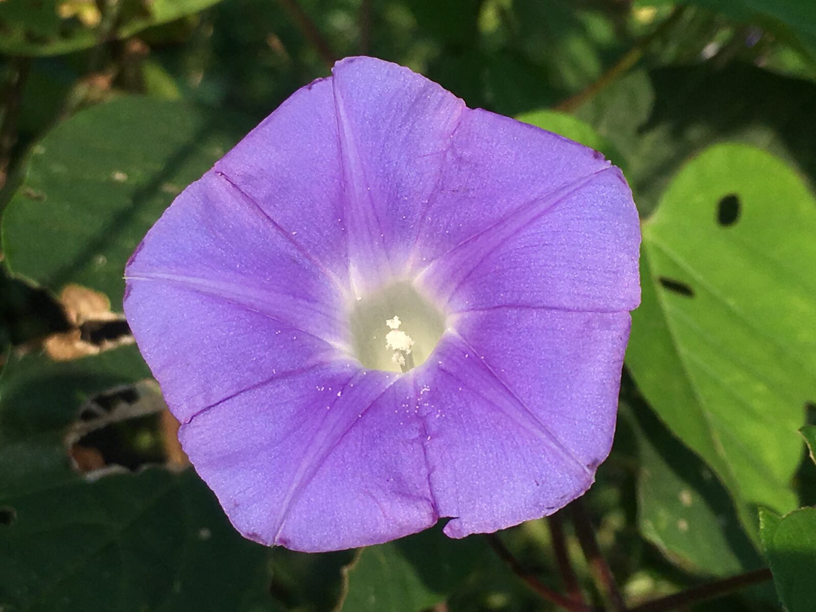 Apple iPhone SE sample photo. Morning glory, blue, flower photography