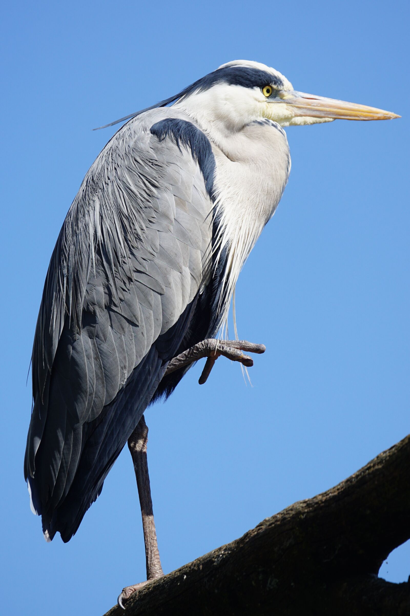 Sony ILCA-77M2 + Sony 70-400mm F4-5.6 G SSM sample photo. Grey heron, heron, eastern photography