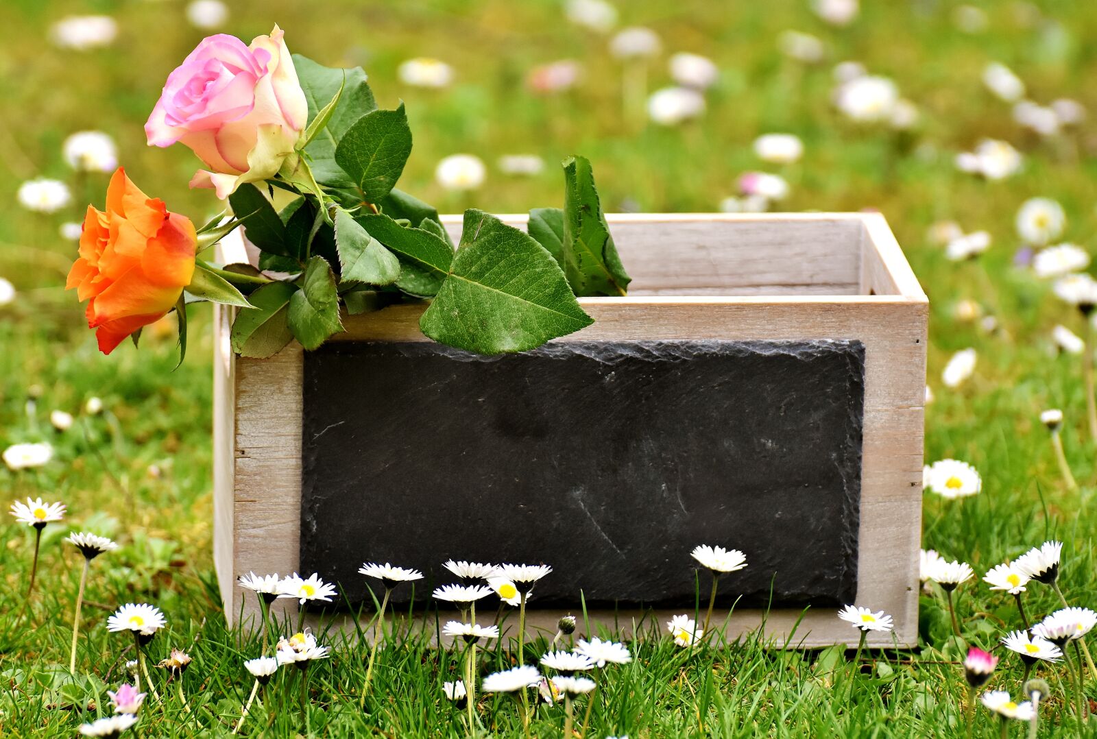 Nikon D7200 sample photo. Roses, gift, board photography
