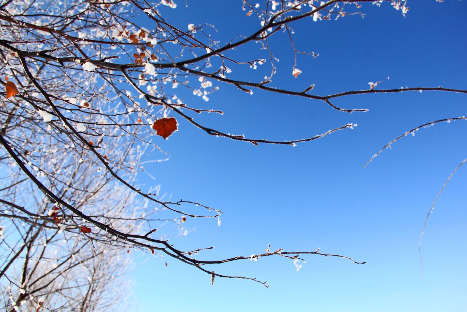 Canon EF-S 18-135mm F3.5-5.6 IS sample photo. Rime, day, snow photography