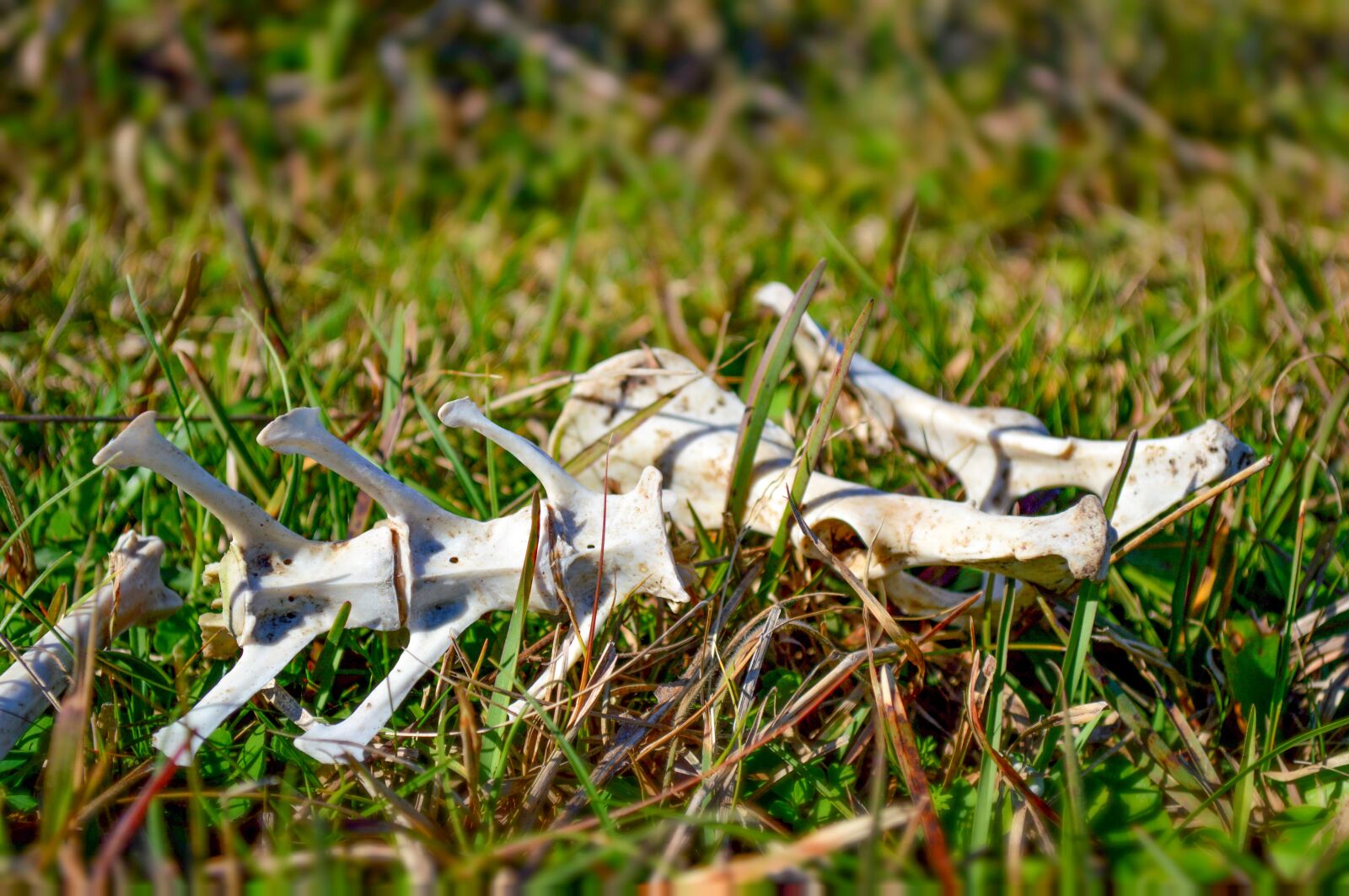Nikon D3200 sample photo. Bone, nature, animals photography
