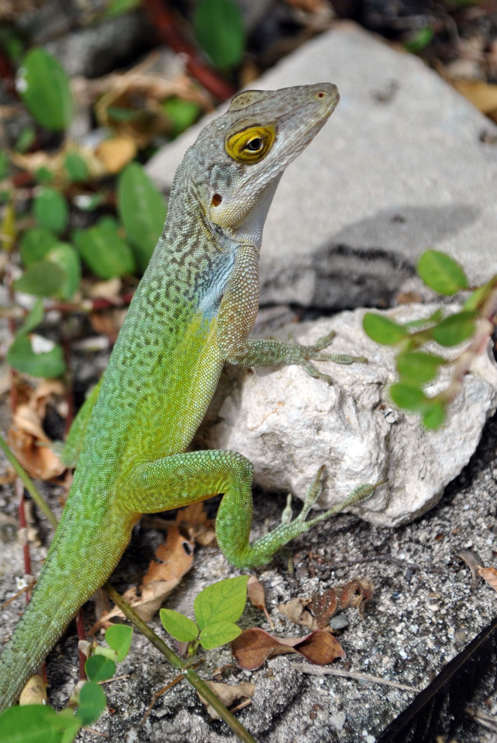 Nikon D3000 sample photo. Lizard, salamander, green photography