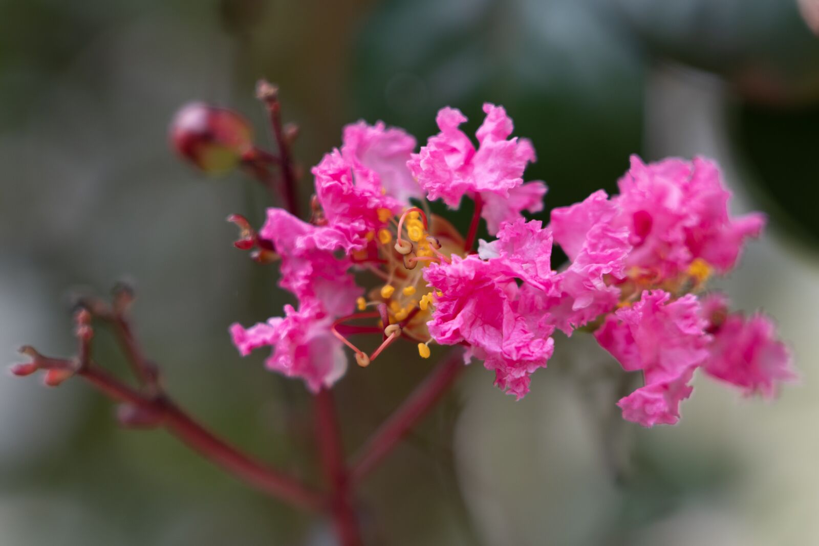 Sony a7R III sample photo. Flower, nature, pink flower photography