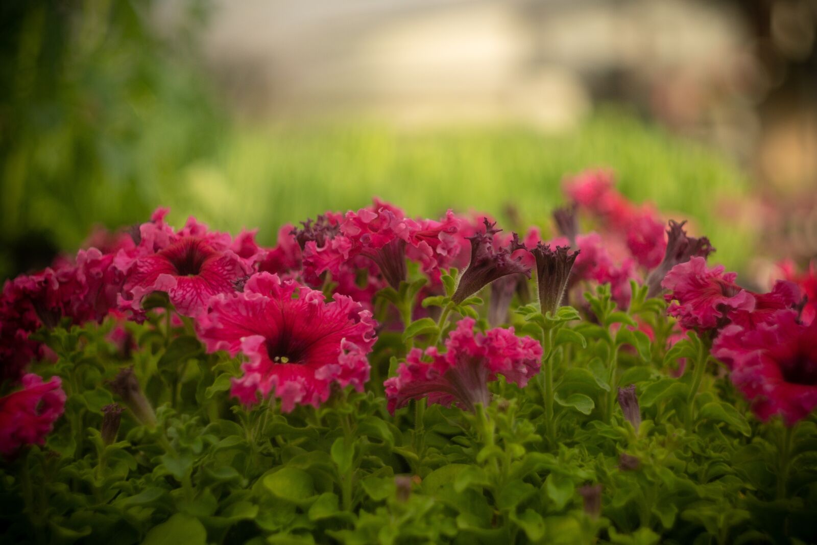 Fujifilm X-T3 sample photo. Flower, flowers, pink photography