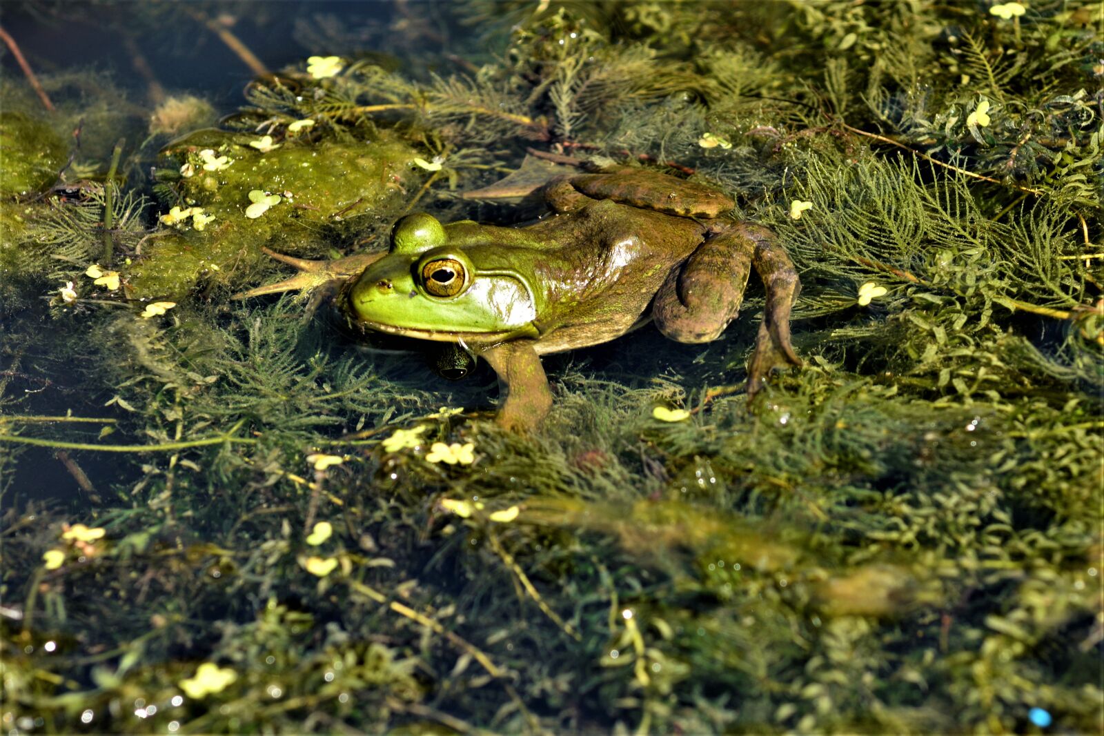 Nikon D7100 sample photo. Frog, bullfrog, hunting photography
