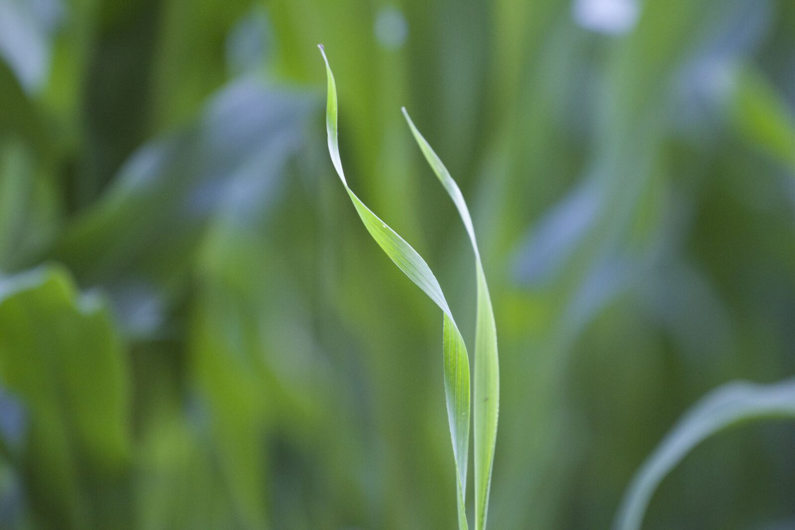 Canon EF 70-200mm F4L USM sample photo. Blade of grass, grass photography