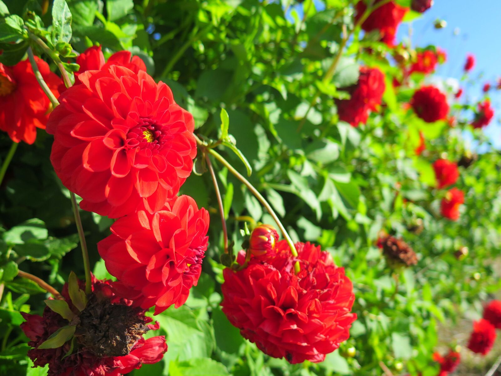 Canon PowerShot G16 sample photo. Nature, garden, flower photography
