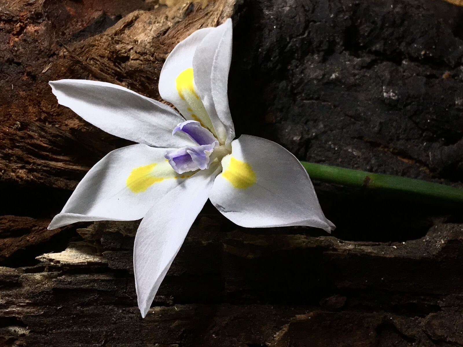 iPhone 6s Plus back camera 4.15mm f/2.2 sample photo. White flower, white petals photography